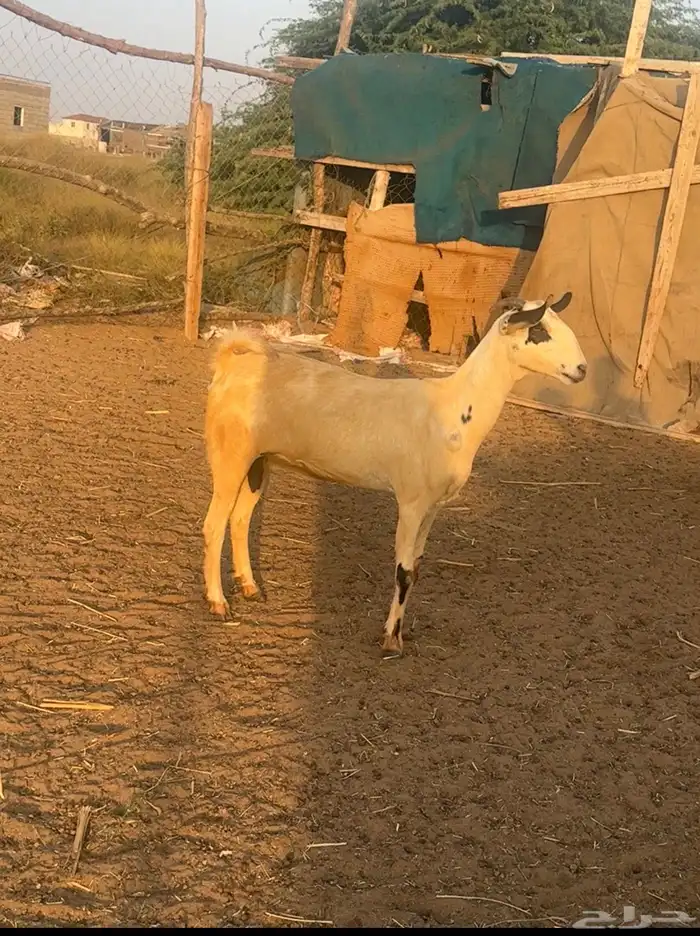 عنز بيشيه فاخره ) السن مطلع سديس 0