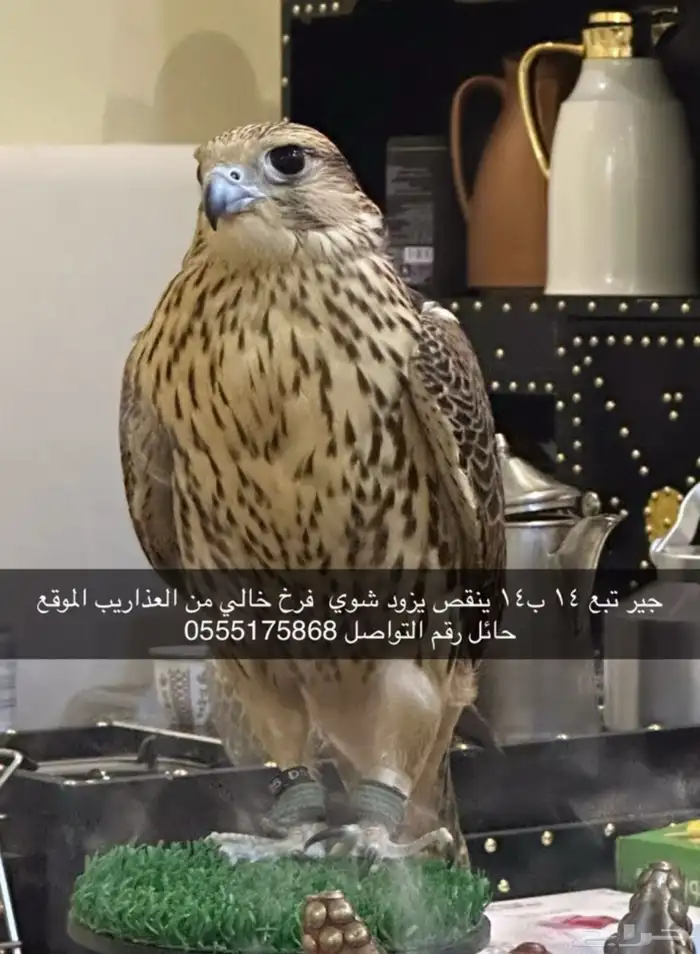 طير جير تبع 14 ب14 تزود تنقص شوي فرخ 0