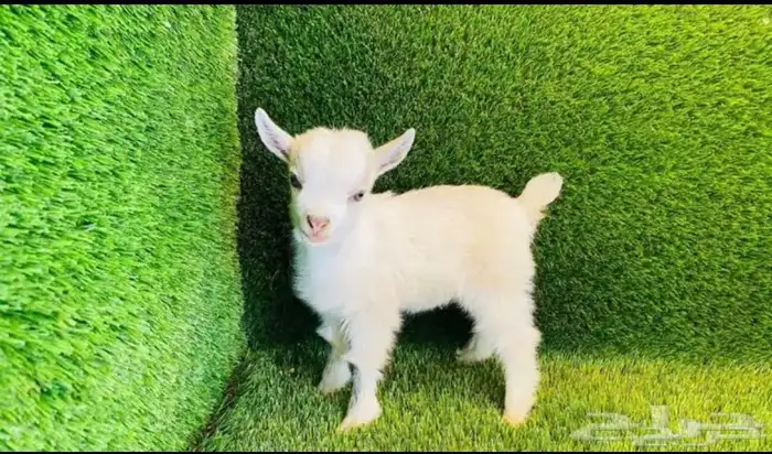 الماعز القزم الأليف 5