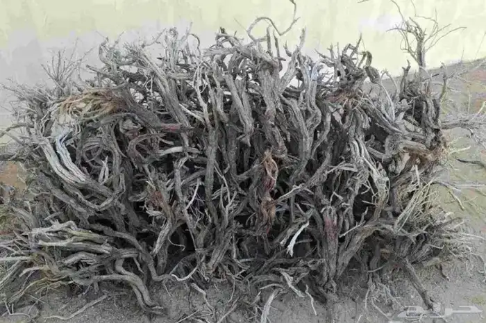 يوجد خياش رمث على 50 و ارطى 0