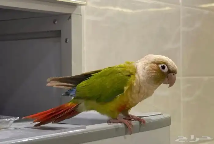ببغاء للبيع 0