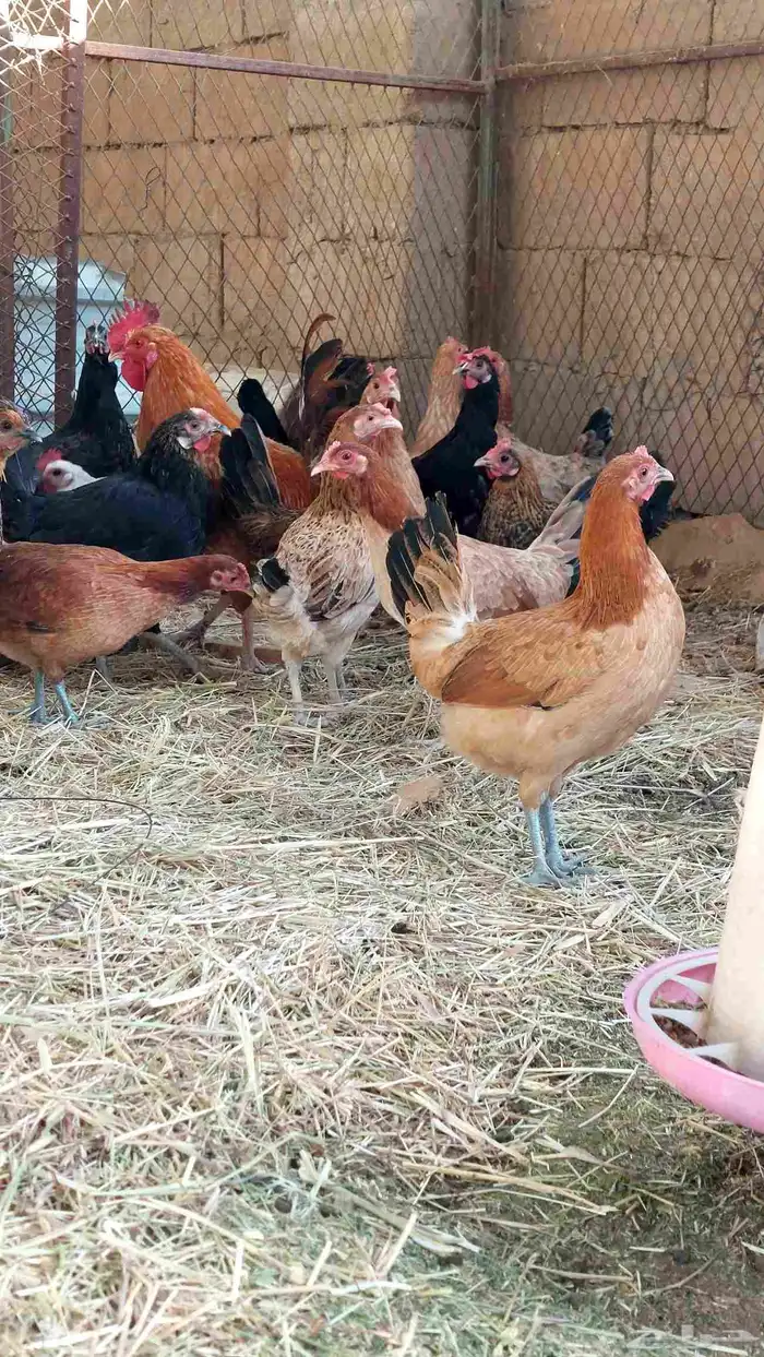 دجاج للبيع 0
