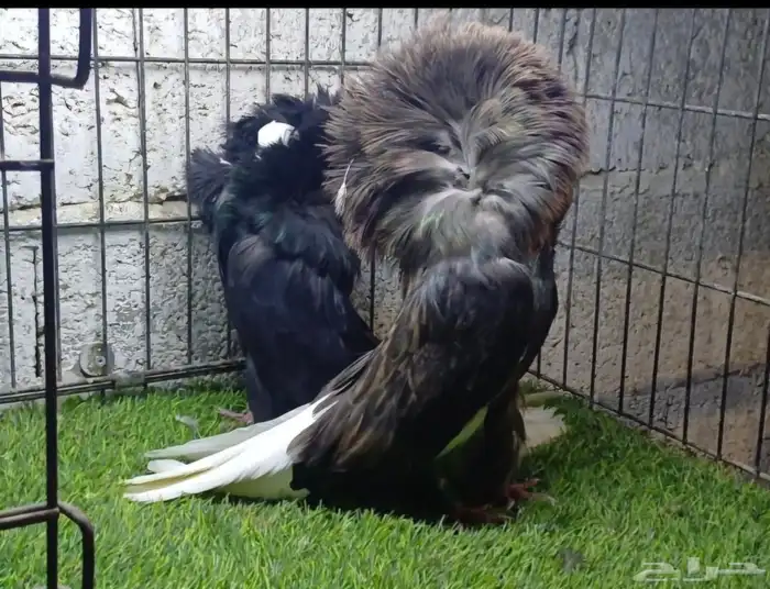 حمام زينه جاكوبين نجفي 2