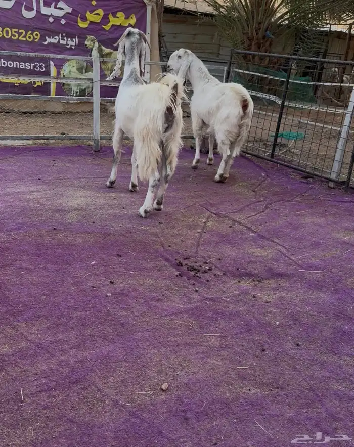 عنزين مشاريك دفيع جروم طيبه 5