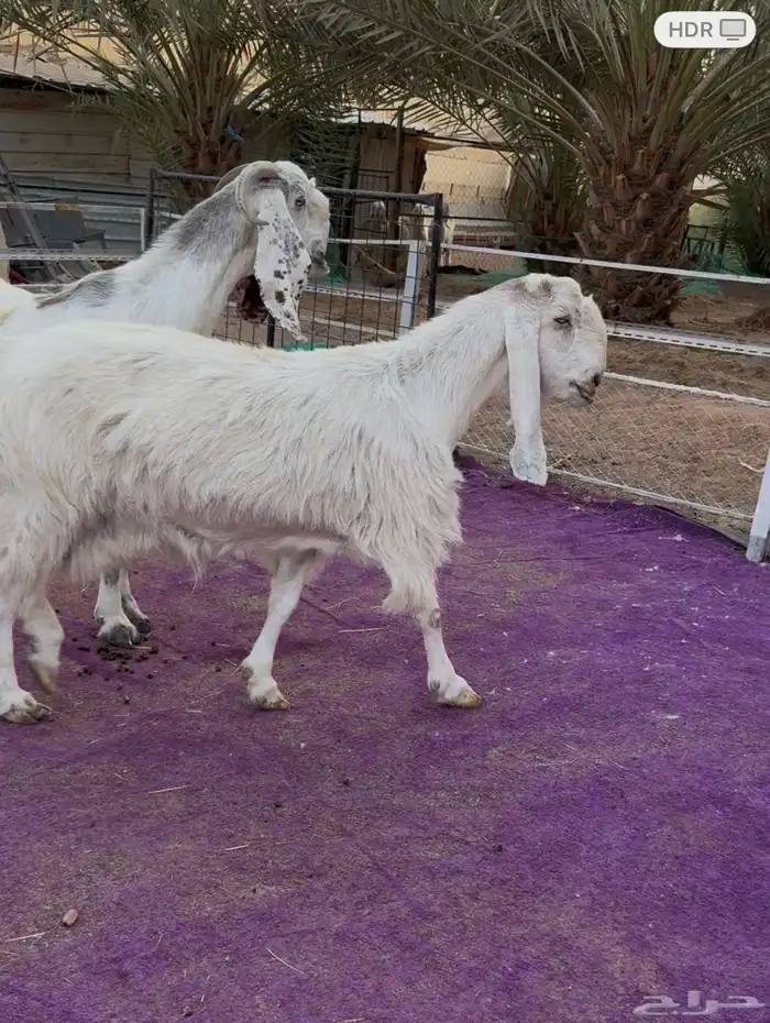 عنزين مشاريك دفيع جروم طيبه 2