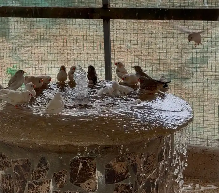 للبيع طيور زيبرا 100 جوز 3