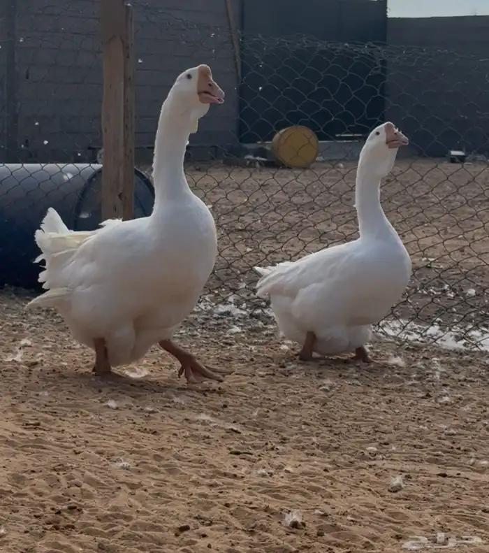 وز روسي جوز فاخر حجم تب 1