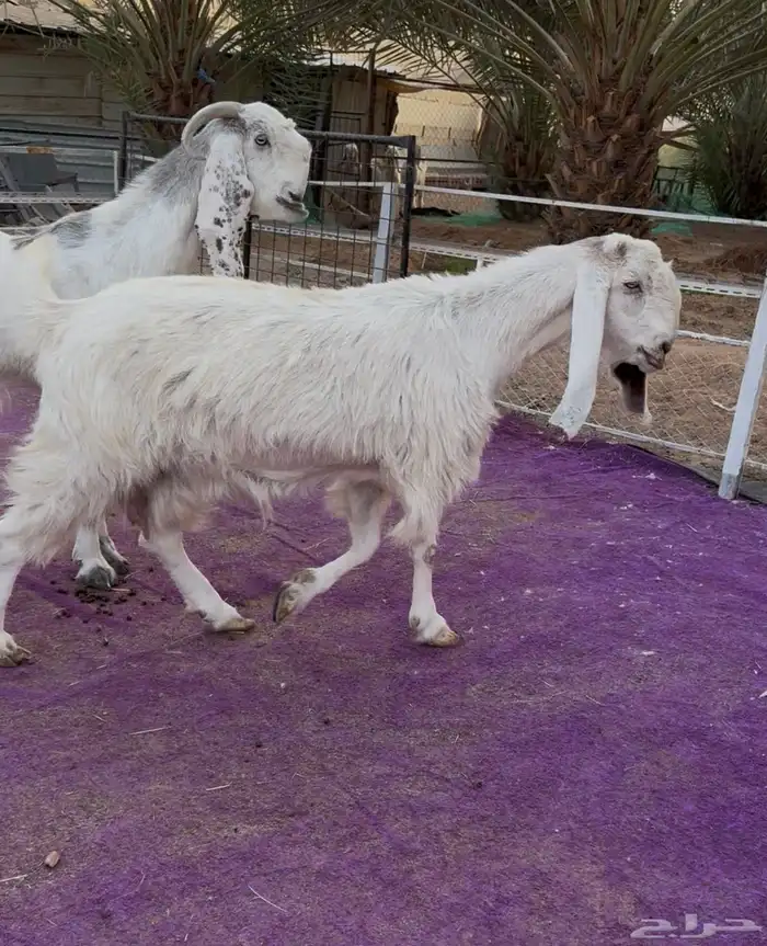 عنزين مشاريك دفيع جروم طيبه 3