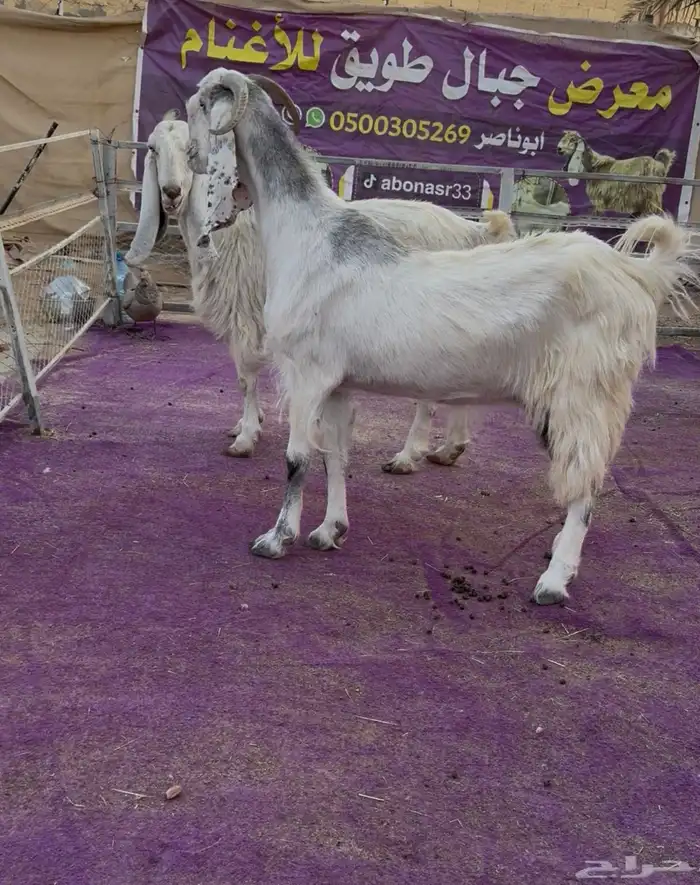 عنزين مشاريك دفيع جروم طيبه 1