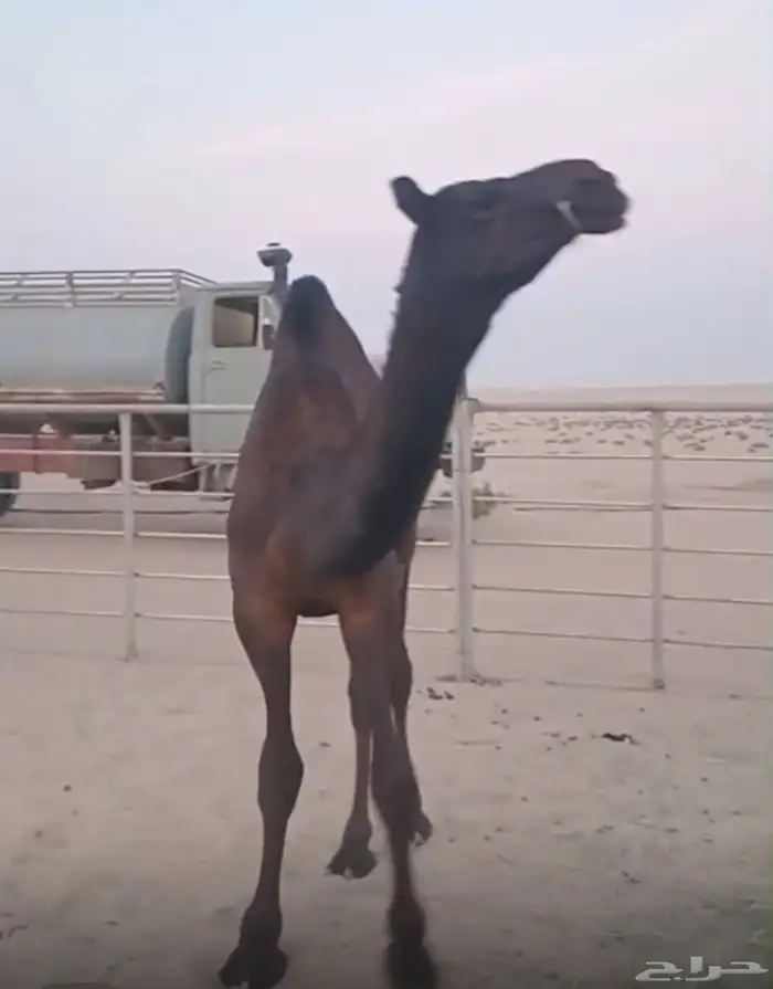 قعدان للبيع 1