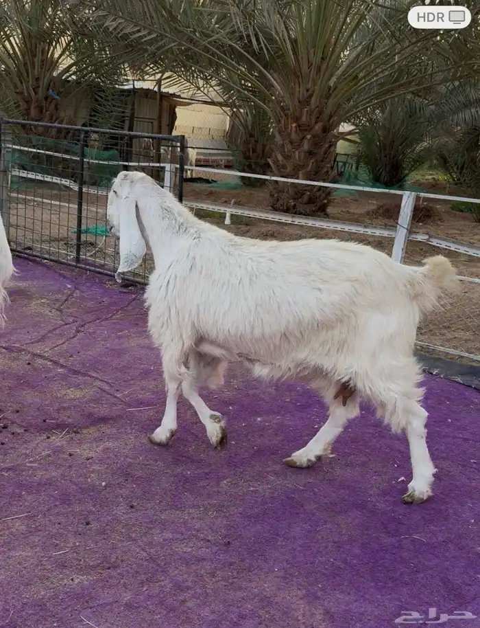 عنزين مشاريك دفيع جروم طيبه 4