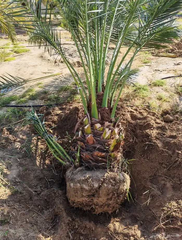 نخيل للبيع بكافه انواعه 3