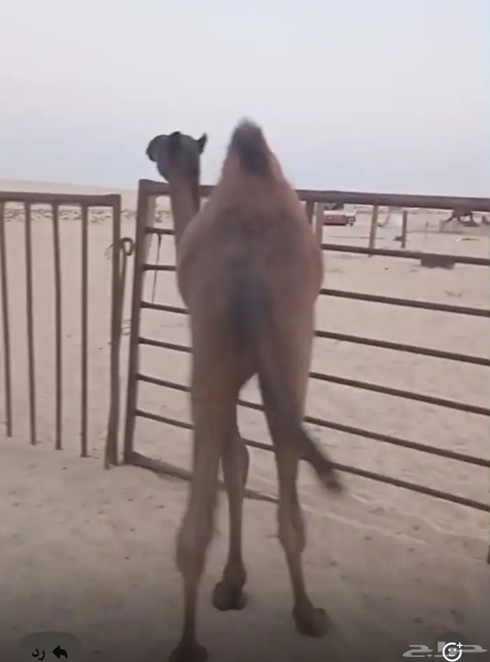 قعدان للبيع 2