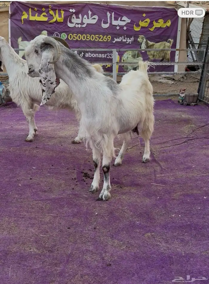 عنزين مشاريك دفيع جروم طيبه 0