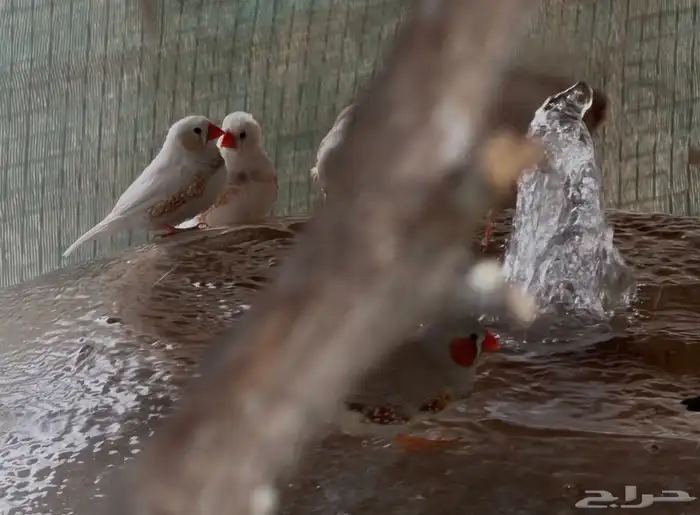 للبيع طيور زيبرا 100 جوز 2