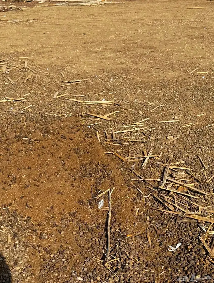 سماد غنم ينفع للمزارع والزراعه مجانا 0