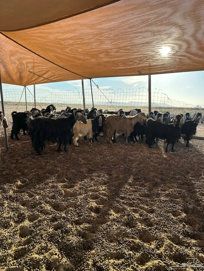 مراح معزاء للبيع 1