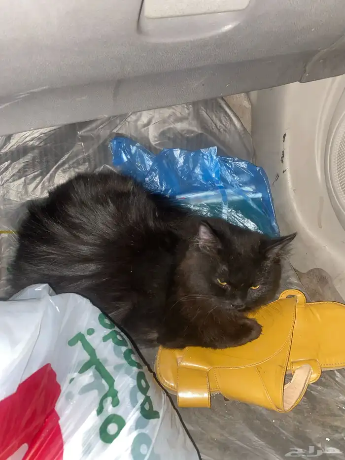 قطوه ذكر وانثى واحد عمره6شهور والانثى 5شهور 2