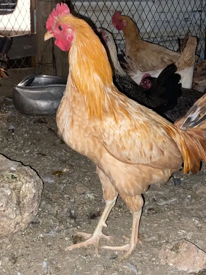 دجاج بلدي بياض وحضان شرط 3
