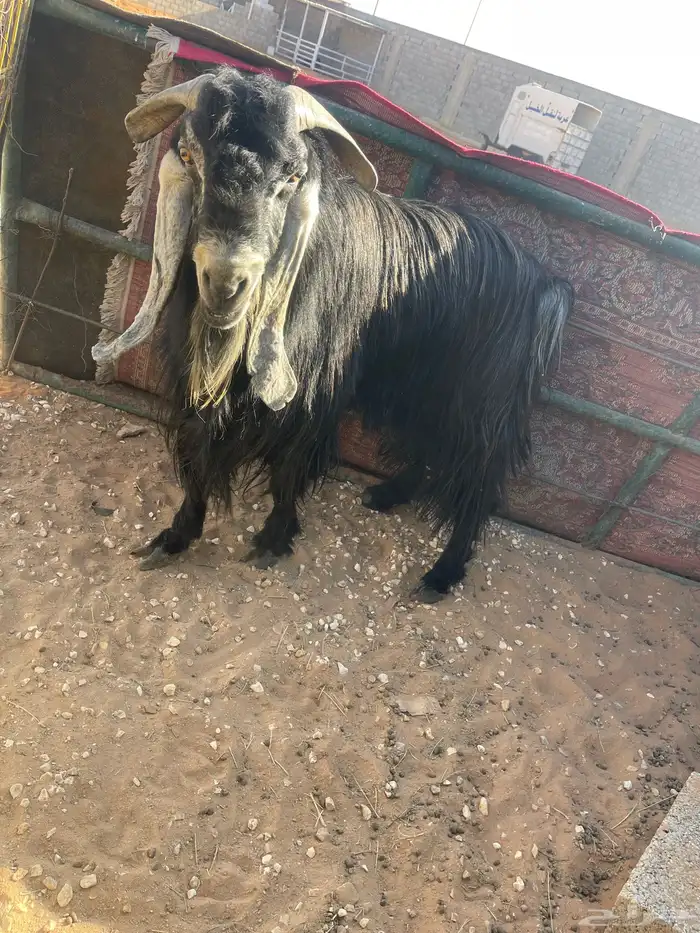 تيس عارضي فحل للبيع 2