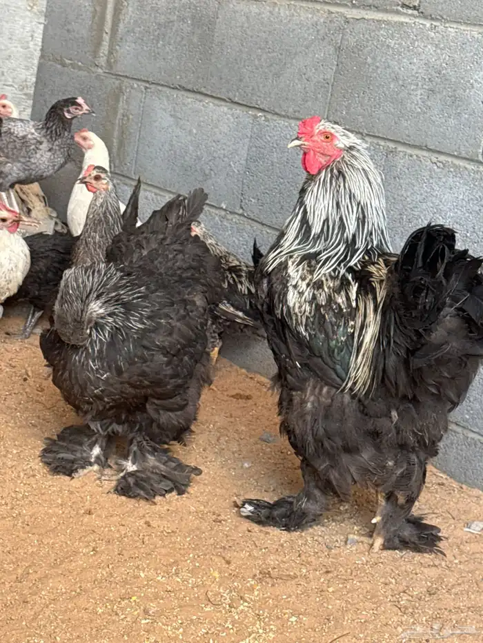 دجاج امريكي للبيع ودجاج بلدي للبيع 6