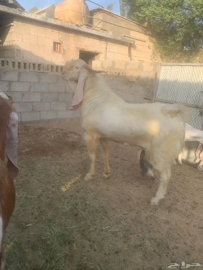 سوق المواشي الاحساء 1