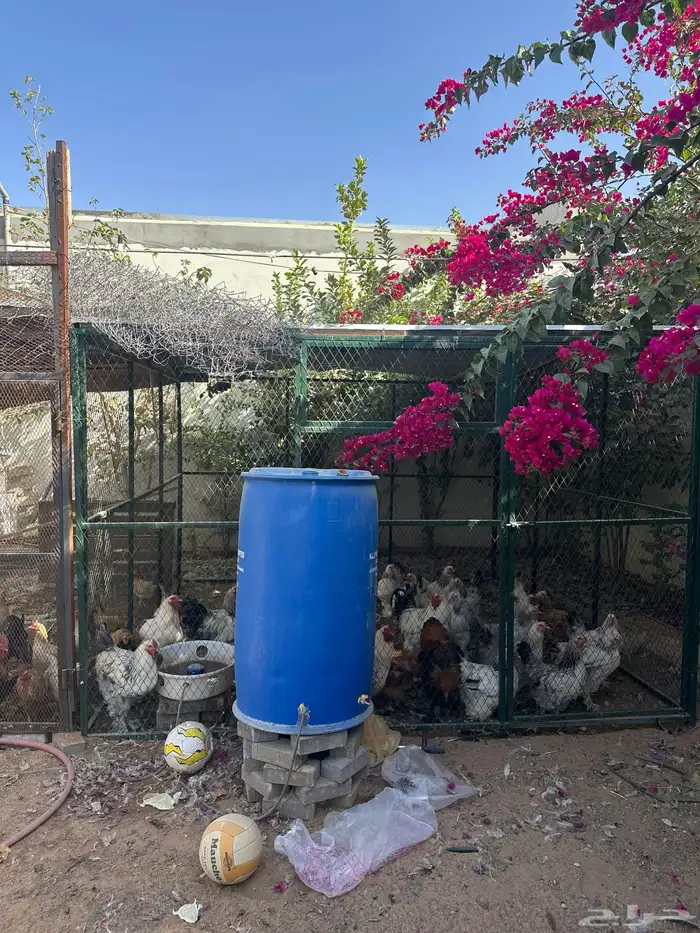 دجاج بلدي ودجاج براهما كلومبي وشبوك دجاج 3 2 وخزان ماء 18