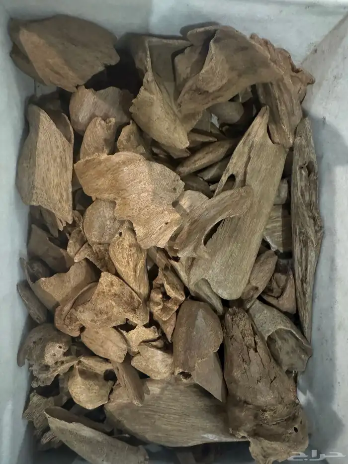 نوادر المروكي ( أندر ووتر ) غطاس   من المقتنيات 0