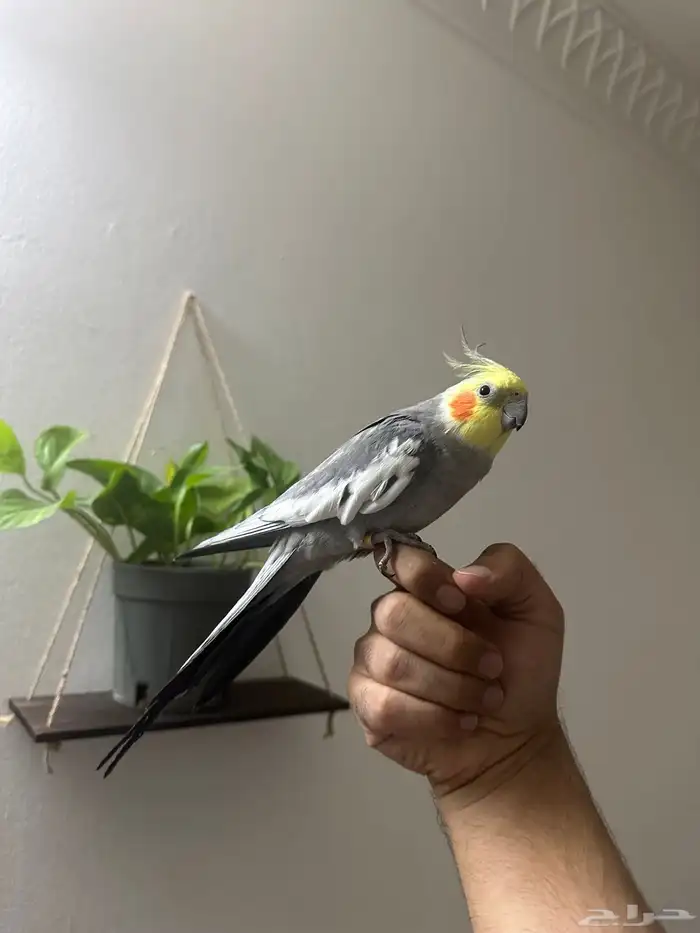 للبيع كروان اليف وهدد ومتكلم 0