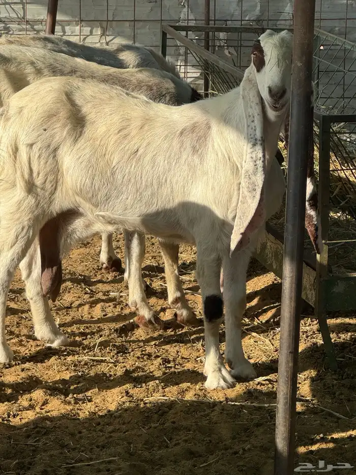 معزا هولنديه مطور صنف 5