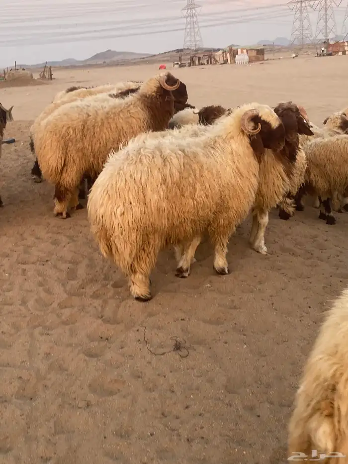 طليان نعيمي فواخر 5