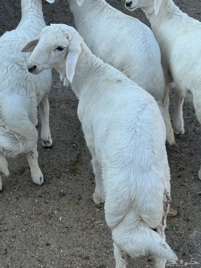 5 خرفان كفو كفو 2