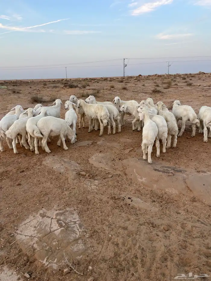 بهم حري مراح واحد 3