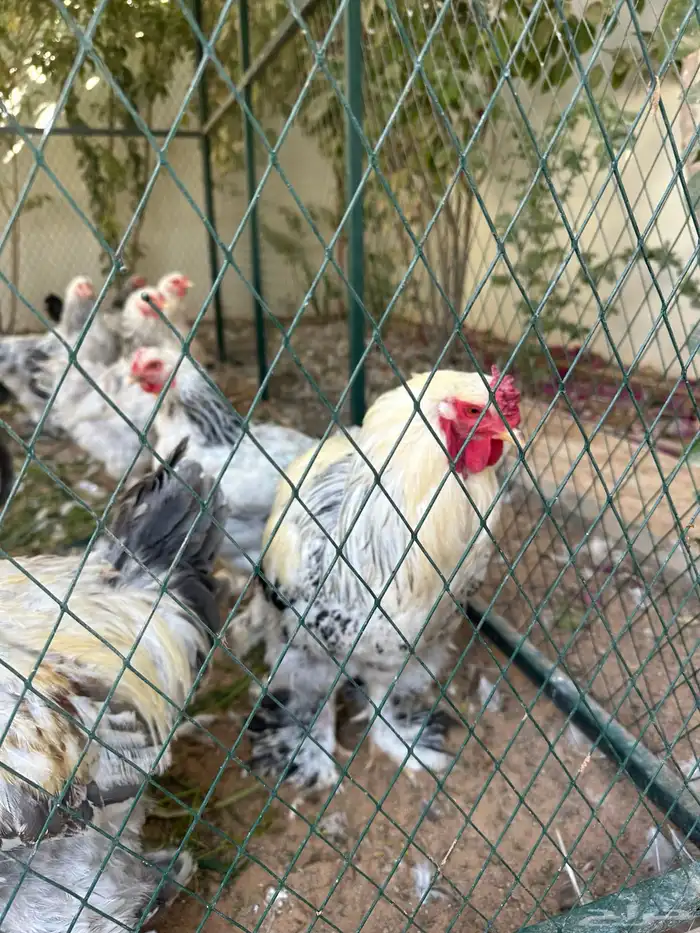 دجاج بلدي ودجاج براهما كلومبي وشبوك دجاج 3 2 وخزان ماء 6