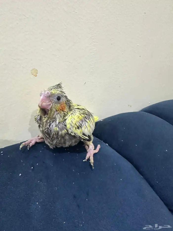 فروخ كروان 0