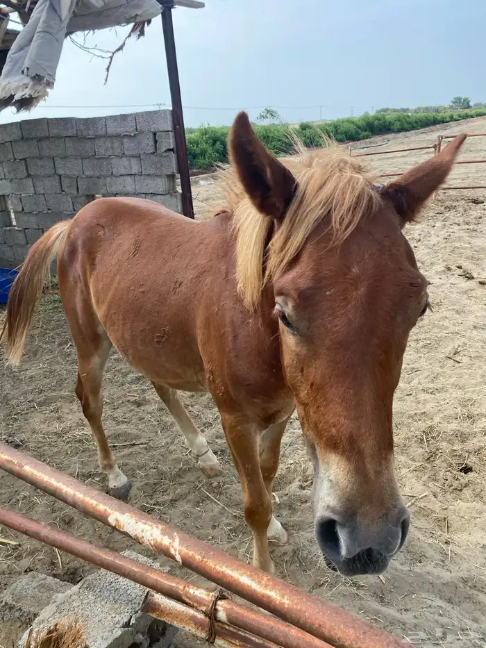 حصان للبيع العمر سنه 0