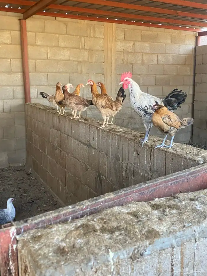 دجاج للبيع 4