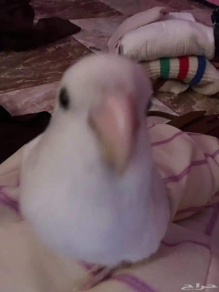 طير روز ذكر مرح مروض اليف صحته بخير مع قفص كبير 3