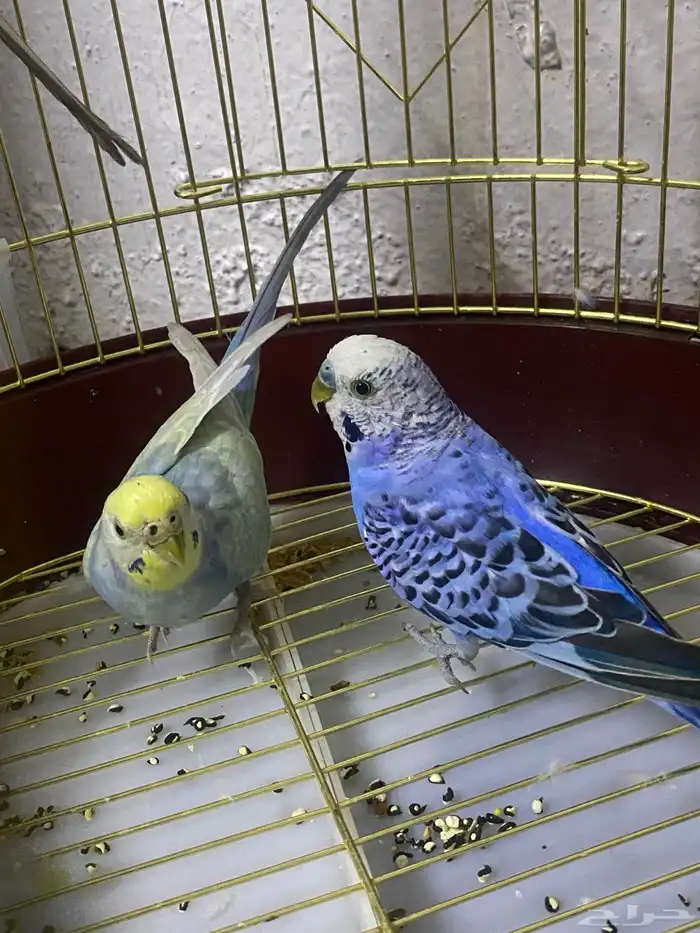 للبيع طيور بادجي  جوز اثنين الموقع بيشة 0