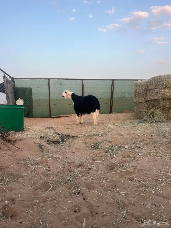 فحل مشروع نجدي 2