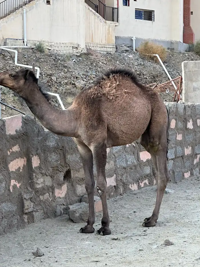 ثنين من القعدان بلديات 1