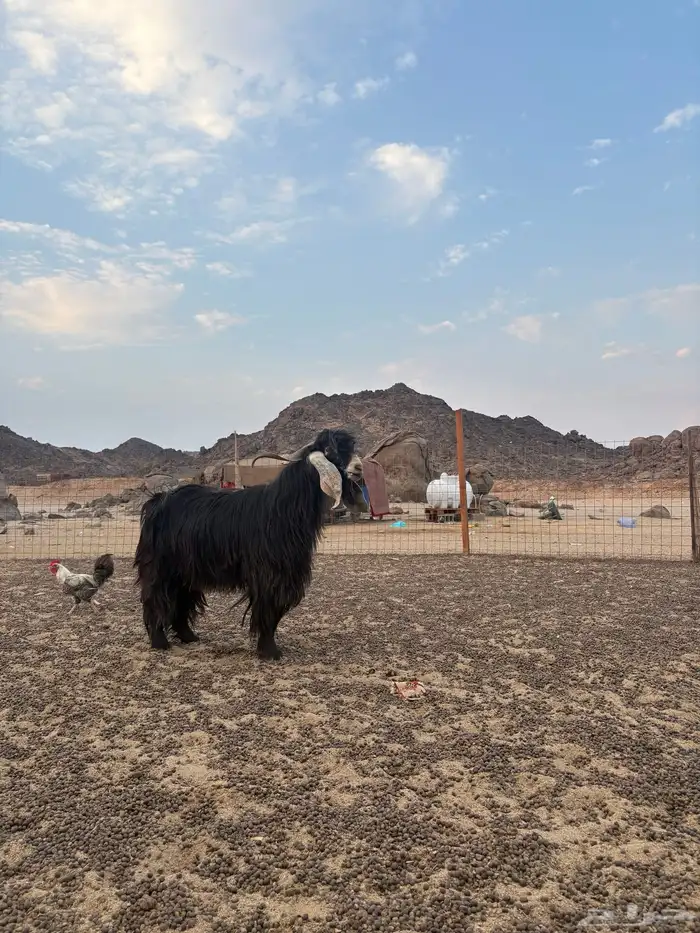 فحل عارضي للبيع 4