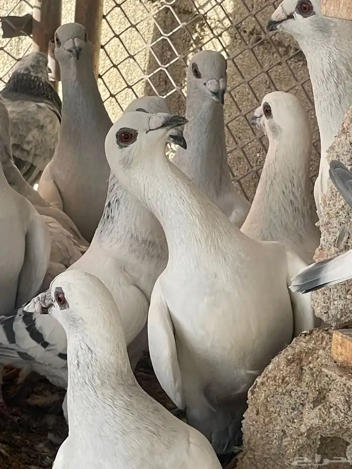 حمام شفرات شامي 1