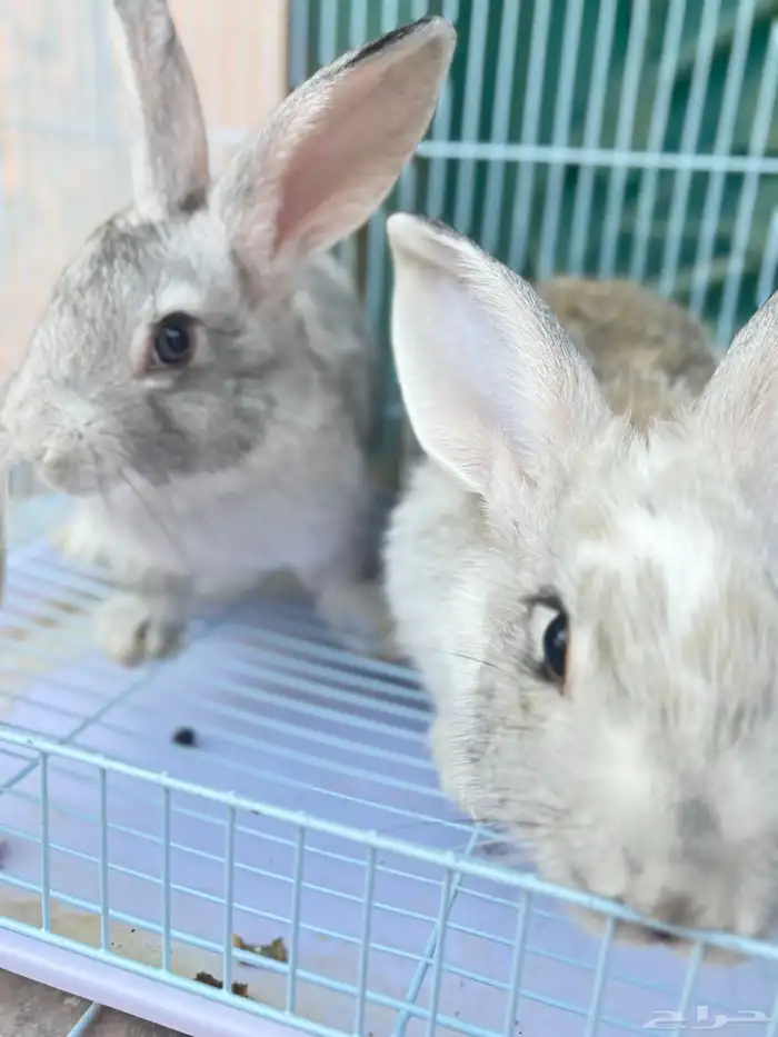 أرانب اليفه للبيع 0