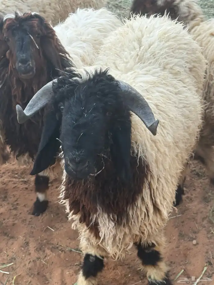 خروف نعيمي العمر 10 شهور 0