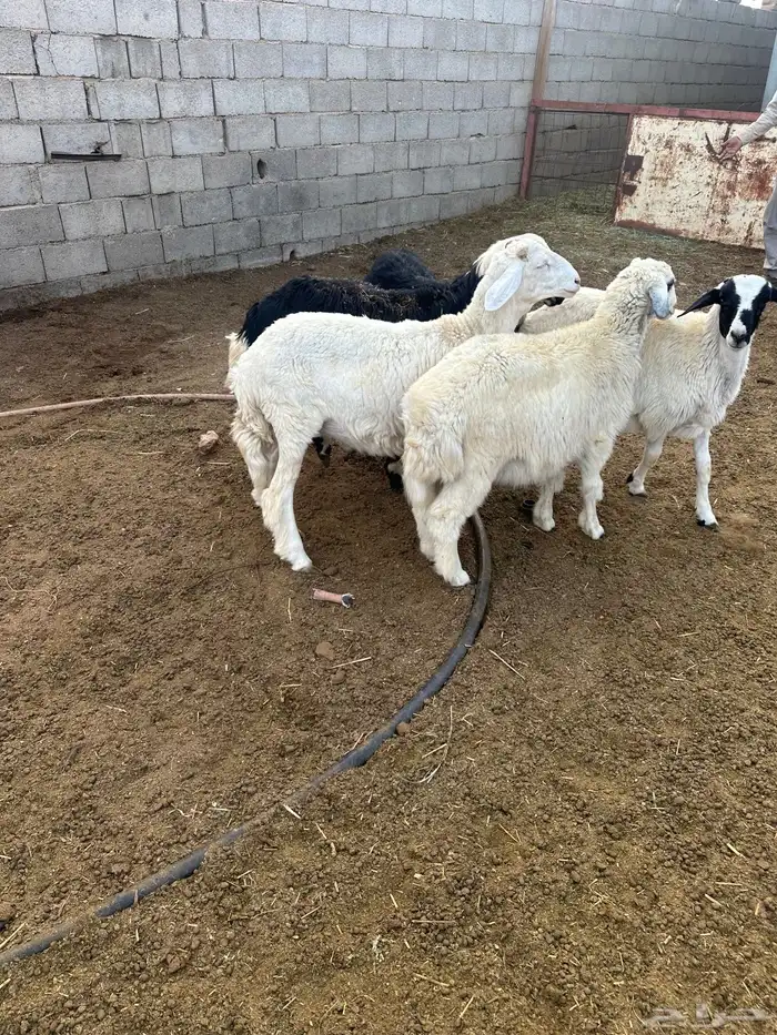 أغنام للبيع 1