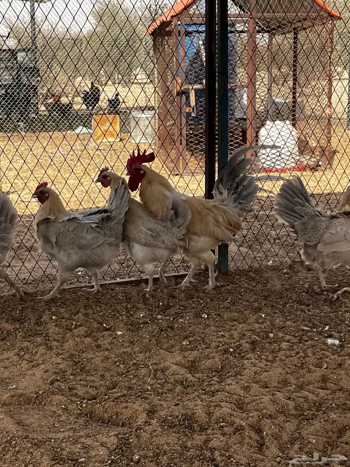 دجاج فيومي 0