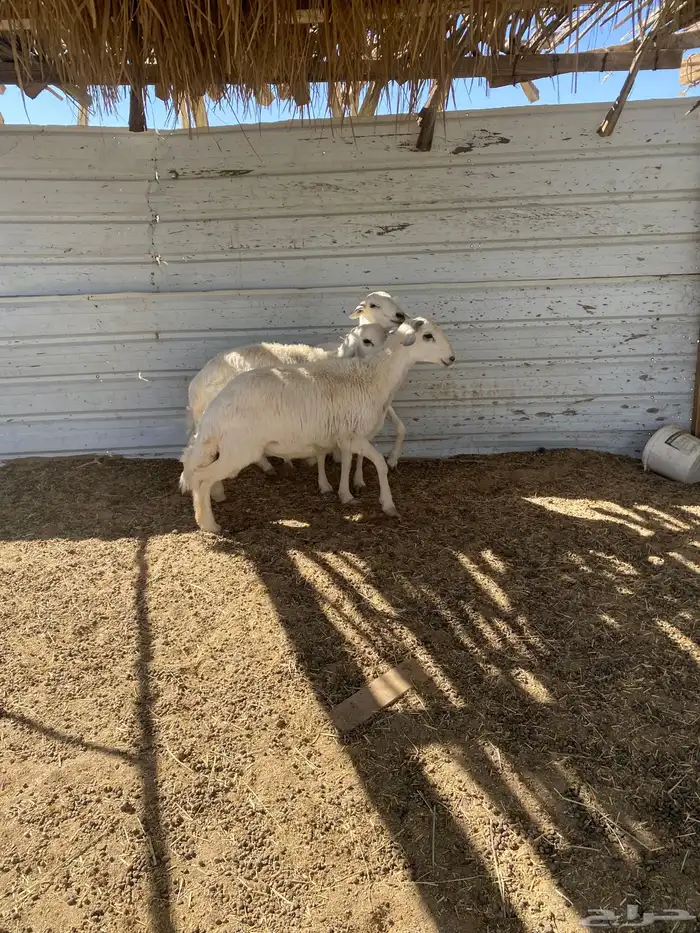 3 خرفان جبرة شرط علفها فقط برسيم رودس شعير من حلالي 7