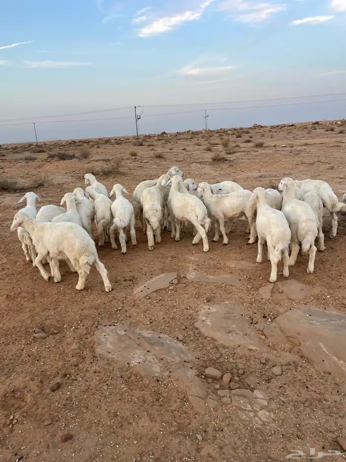 بهم حري مراح واحد 2