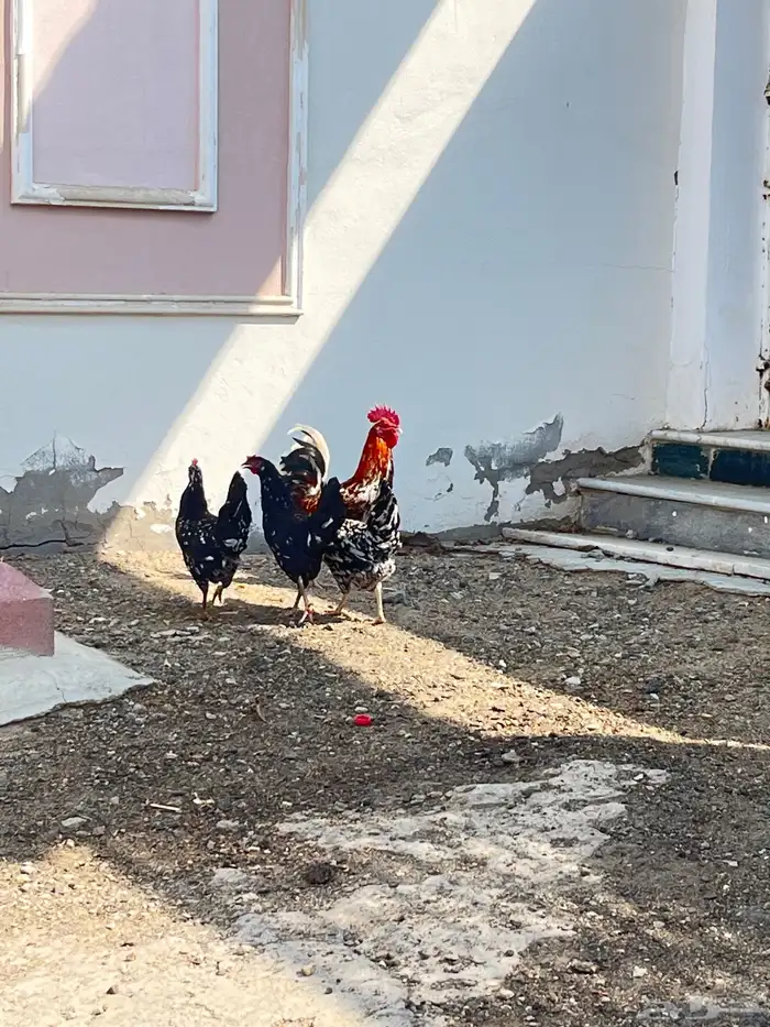 دجاج بلدي فاخر للبيع 1